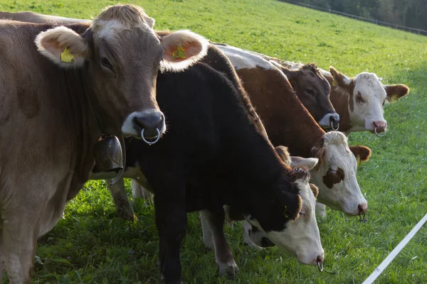 Bavyera tarzı inek yeşil alan ve Güney Almanya Münih ve stuttgart yakınındaki kırsal kırsal mavi gökyüzünde