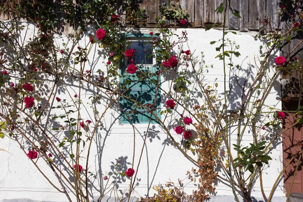 Açık mavi gökyüzü ve sıcak bir gün ile Güney Alman kırsal pastırma yazı Ekim ay üzerinde gül bahçesi ile çatı çiftlik evi