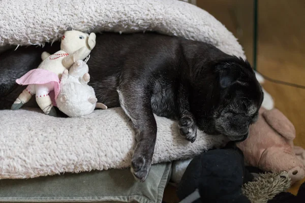 Preto Pug Esfregonas Nomeado Adelheid Dormindo Pet Bed Sul Alemanha — Fotografia de Stock