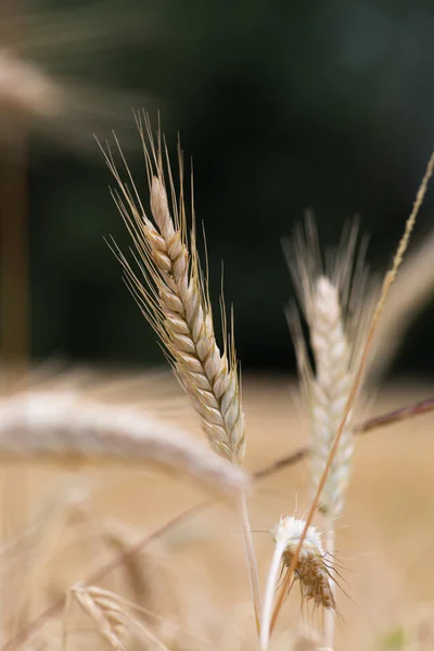 Солнечный День Июне Южной Германии Можно Увидеть Детали Пшеницы Голубые — стоковое фото