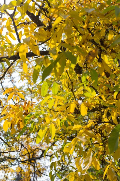 September Fall Södra Tyskland Träd Och Blad Med Höstens Färgglada — Stockfoto