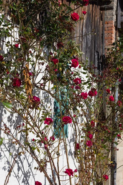 Açık mavi gökyüzü ve sıcak bir gün ile Güney Alman kırsal pastırma yazı Ekim ay üzerinde gül bahçesi ile çatı çiftlik evi