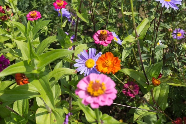 Wide Angle Look Colorful Flowers South Germany Countryside Sunny Day — Stock Photo, Image