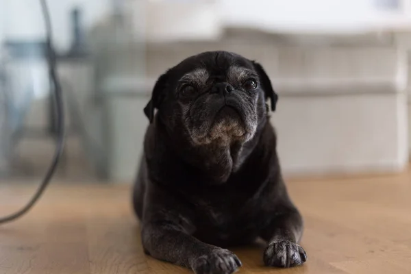 Trapeadores Pug Negro Llamado Adelheid Durmiendo Suelo Calor Del Verano — Foto de Stock