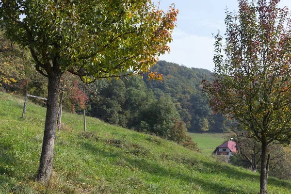 September Fallen Süddeutschland Bäume Und Blätter Mit Herbstlichen Farbenfrohen Pflanzenlandschaften — Stockfoto