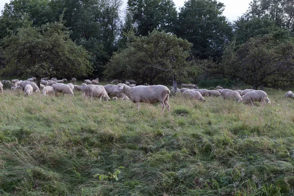 Látod Birkák Dél Németország Közelében Stuttgart Friss Zöld Néhány Fák — Stock Fotó