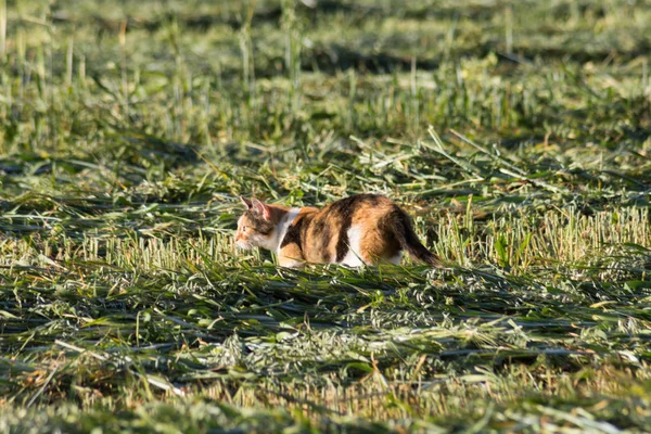 in summer field at south german countryside strong cats are waiting for mouse to come out of ground