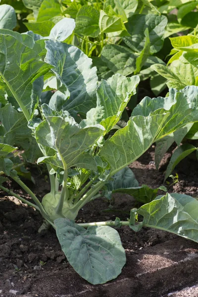 Regarder Près Les Plantes Potagères Sur Jardin Chalet Par Une — Photo