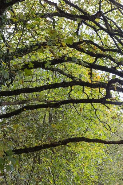 Paisagem Árvores Com Bagas Folhas Outono Novembro Alemanha Sul Dia — Fotografia de Stock