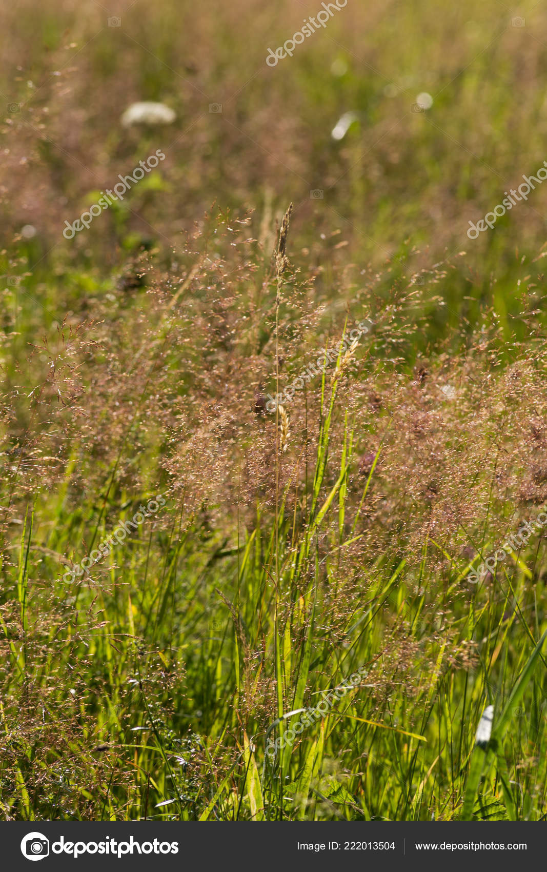 在一个非常晴朗的一天在6月在德国南部你看到玫瑰和粉红色紫色彩草详细之前玉米田背景 图库照片 C Rudolfgeiger