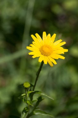 çiçeği güçlü renkler ve her çiçek çiçek Güney Alman kayın ormanı atmosferin koyu arka plan ayrı fark