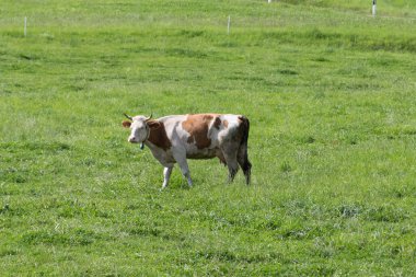 yaz ay Ağustos yeşil alanında Güney Almanya kırsal kırsal kesimde inek sürüsü