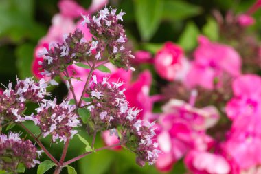 çok güneşli Güney Almanya'da Temmuzda çiğ sarı turuncu kırmızı zemin üzerine aşırı renkli çiçeklere bakın