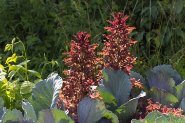 Güney Almanya Münih şehri yakınlarında ve stuttgart Temmuz güneşli bir bir yazlık bahçesinde meyve bitkiler