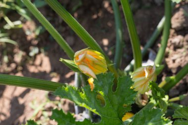 Haziran ayında Güney Almanya çok güneşli bir günde ayrıntıları ve sebze ve salata gibi yeşil bitkilerin renkleri görmek