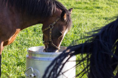daha önce ufuk mavi gökyüzü ve bulutlar ile büyük ve küçük atlar çim bir güneşli yaz akşamı Güney Almanya'da yiyorsun