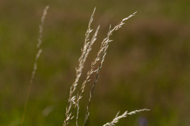 Haziran ayında Güney Almanya çok güneşli bir günde gül ve pembe mor colord çim alan Mısır arka planda önce ayrıntılı görmek