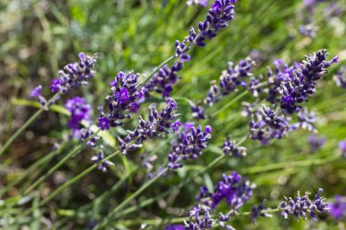 Sen görmek detayları ve yazlık ülke çiçek çiftlik evinin Bahçe ambiyans içinde renk sarı turuncu kırmızı ve pembe ve mavi renkleri ile Haziran ayında Güney Almanya çok güneşli bir günde