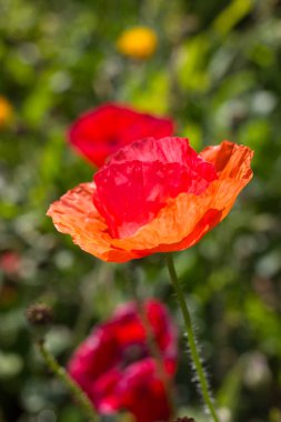 çok güneşli Güney Almanya'da Temmuzda ayrıntıları ve renkleri yazlık ülke çiçek çiftlik evi Bahçe ambiyans Güney gökyüzünün kırmızı ve pembe ve mavi renk ile dolu görmek