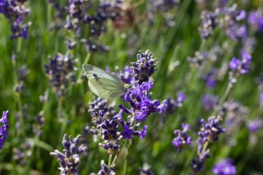 Sen görmek detayları ve çiftlik evinin Bahçe ambiente yazlık ülke çiçek renkleri harika turuncu kırmızı ve pembe ve mavi renkler ile Haziran ayında Güney Almanya çok güneşli bir günde