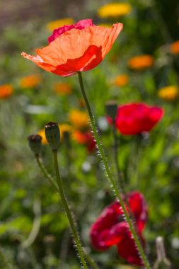 çok güneşli Güney Almanya'da Temmuzda ayrıntıları ve renkleri yazlık ülke çiçek çiftlik evi Bahçe ambiyans Güney gökyüzünün kırmızı ve pembe ve mavi renk ile dolu görmek