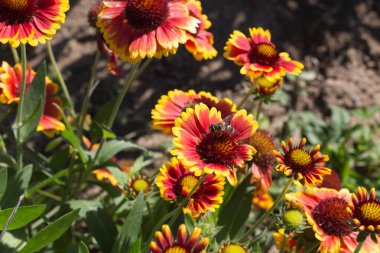Sen görmek detayları ve yazlık ülke çiftlik evinin Bahçe ambiyans çiçeklenir renkleri harika turuncu kırmızı ve pembe ve mavi renkler ile Haziran ayında Güney Almanya çok güneşli bir günde