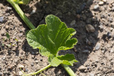 yakın bir yazlık bahçesinde meyve bitkiler güneşli bir Temmuz gününde Güney Almanya Münih şehri yakınlarında ve stuttgart bakmak
