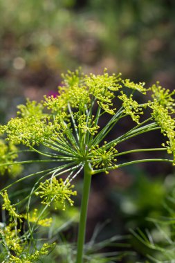 Sen görmek detayları ve çiftlik evinin Bahçe ambiente yazlık ülke çiçek renkleri harika turuncu kırmızı ve pembe ve mavi renkler ile Haziran ayında Güney Almanya çok güneşli bir günde
