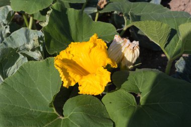 Haziran ayında Güney Almanya çok güneşli bir günde ayrıntıları ve sebze ve salata gibi yeşil bitkilerin renkleri görmek