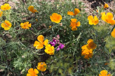 Sen görmek detayları ve yazlık ülke çiftlik evinin Bahçe ambiyans çiçeklenir renkleri harika turuncu kırmızı ve pembe ve mavi renkler ile Haziran ayında Güney Almanya çok güneşli bir günde