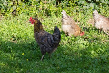 Güney Almanya'da Temmuz ayında çok güneşli bir günde tavuk erkek ve dişi yeşil ot ve çalılar arkasında koşturup siyah ve kahverengi ve gri renkte görmek
