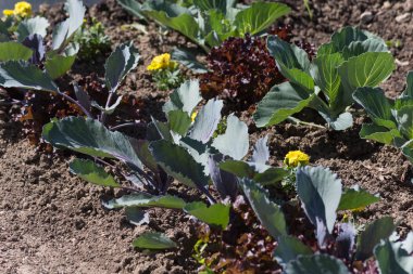 Haziran ayında Güney Almanya çok güneşli bir günde gördüğünüz sebze ve salata ve kırsal kesimde açık dünya üzerindeki çiçekler
