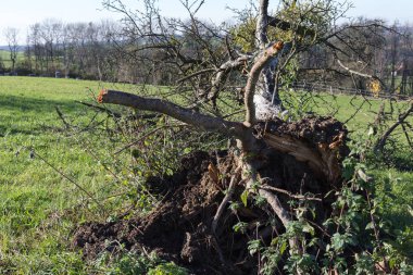 deadfallen ağaçlar ve Güney Almanya Münih şehri yakınlarında ve stuttgart mavi gökyüzü ile sonbahar kırsal manzara