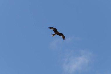 Haziran ayında Güney Almanya çok güneşli bir günde uçurtma kadar yüksek mavi yaz gökyüzünde görmek