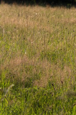 Haziran ayında Güney Almanya çok güneşli bir günde gül ve pembe mor colord çim alan Mısır arka planda önce ayrıntılı görmek