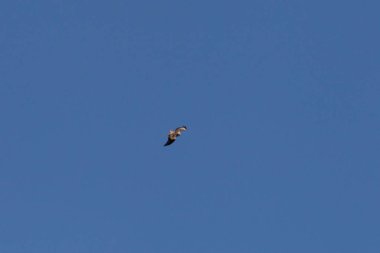 Kırsal mavi gökyüzünde uçan yüksek şahin