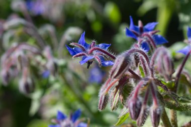 Sen görmek detayları ve yazlık ülke çiçek çiftlik evinin Bahçe ambiyans içinde renk sarı turuncu kırmızı ve pembe ve mavi renkleri ile Haziran ayında Güney Almanya çok güneşli bir günde