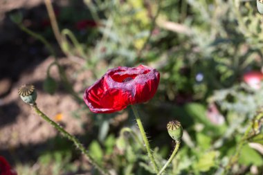 Sen görmek detayları ve yazlık ülke çiftlik evinin Bahçe ambiyans çiçeklenir renkleri harika turuncu kırmızı ve pembe ve mavi renkler ile Haziran ayında Güney Almanya çok güneşli bir günde