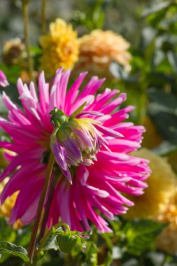 çok güneşli Güney Almanya'da Temmuzda çiğ sarı turuncu kırmızı zemin üzerine aşırı renkli çiçeklere bakın