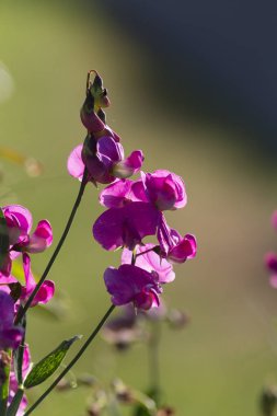 Sen görmek detayları ve çiftlik evinin Bahçe ambiente yazlık ülke çiçek renkleri harika turuncu kırmızı ve pembe ve mavi renkler ile Haziran ayında Güney Almanya çok güneşli bir günde