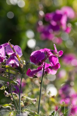 Sen görmek detayları ve çiftlik evinin Bahçe ambiente yazlık ülke çiçek renkleri harika turuncu kırmızı ve pembe ve mavi renkler ile Haziran ayında Güney Almanya çok güneşli bir günde