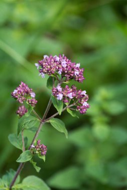 çiçeği güçlü renkler ve her çiçek çiçek Güney Alman kayın ormanı atmosferin koyu arka plan ayrı fark