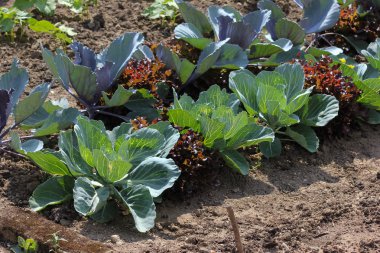 Haziran ayında Güney Almanya çok güneşli bir günde salata ve kırsal kesimde açık kahverengi dünya üzerindeki çiçekler gibi yeşil bitkiler görmek