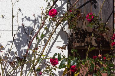 Açık mavi gökyüzü ve sıcak bir gün ile Güney Alman kırsal pastırma yazı Ekim ay üzerinde gül bahçesi ile çatı çiftlik evi