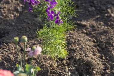 Sen görmek detayları ve çiftlik evinin Bahçe ambiente yazlık ülke çiçek renkleri harika turuncu kırmızı ve pembe ve mavi renkler ile Haziran ayında Güney Almanya çok güneşli bir günde