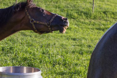 daha önce ufuk mavi gökyüzü ve bulutlar ile büyük ve küçük atlar çim bir güneşli yaz akşamı Güney Almanya'da yiyorsun