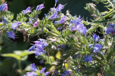 Sen görmek detayları ve tek closeup yazlık ülke çiçek çiftlik evinin Bahçe ambiyans içinde renklerle harika turuncu kırmızı ve pembe ve mavi renkler çok güneşli Güney Almanya'da Temmuzda