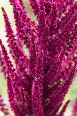 Sen görmek detayları ve yazlık ülke çiftlik evinin Bahçe ambiyans çiçeklenir renkleri harika turuncu kırmızı ve pembe ve mavi renkler ile Haziran ayında Güney Almanya çok güneşli bir günde