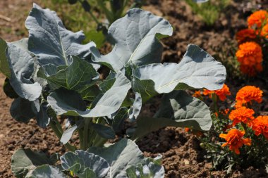 Haziran ayında Güney Almanya çok güneşli bir günde salata ve kırsal kesimde açık kahverengi dünya üzerindeki çiçekler gibi yeşil bitkiler görmek