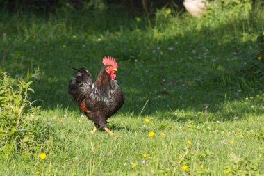 Güney Almanya'da Temmuz ayında çok güneşli bir günde tavuk erkek ve dişi yeşil ot ve çalılar arkasında koşturup siyah ve kahverengi ve gri renkte görmek